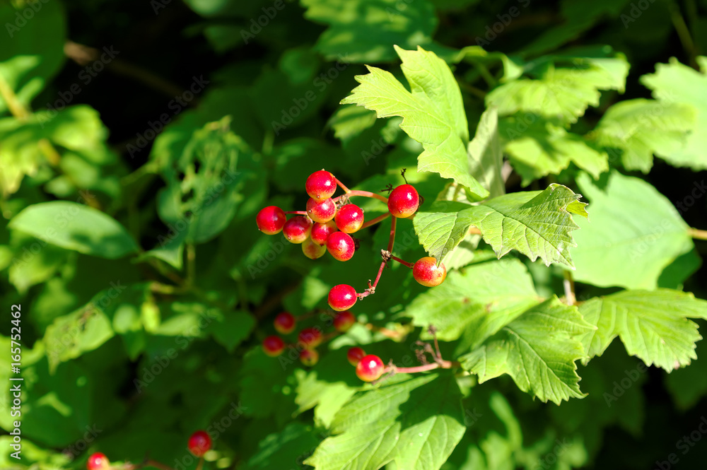 red berries red berries