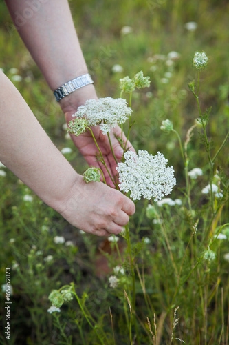 Fototapeta Naklejka Na Ścianę i Meble -  Collecting medicinal herbs from the meadows