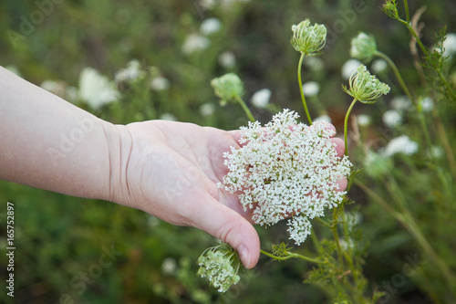 collecting yarrow
