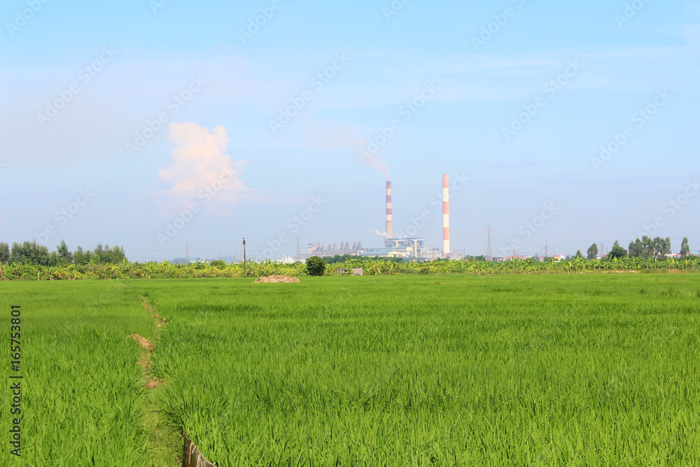 The rice field and factory