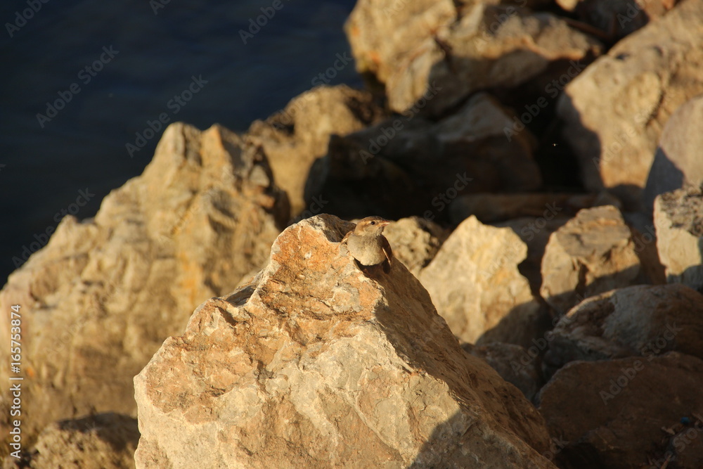 Bird on stone at the lake Bird on stone at the lake