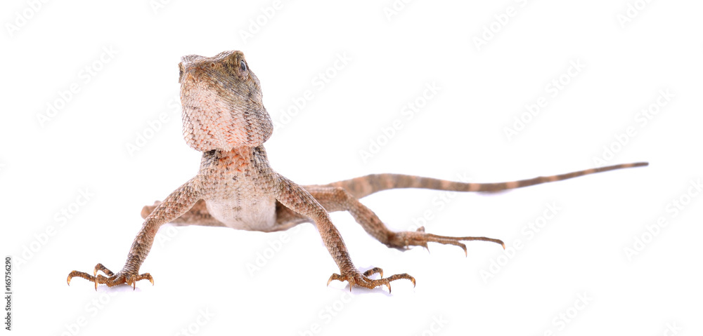 Asian chameleon on white background