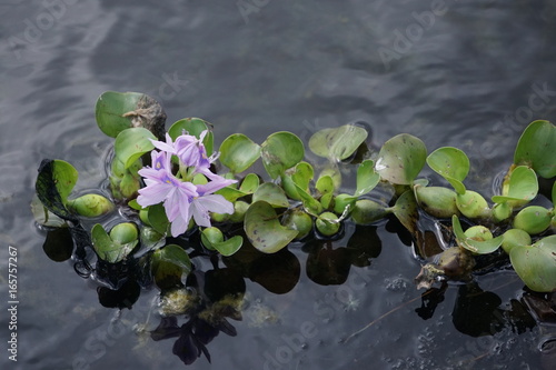 swamp flower