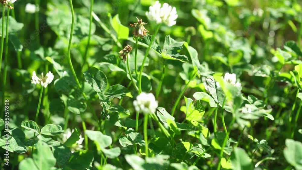 green clover with white flowers at the sunny day, dolly motion green clover with white flowers at the sunny day, dolly motion