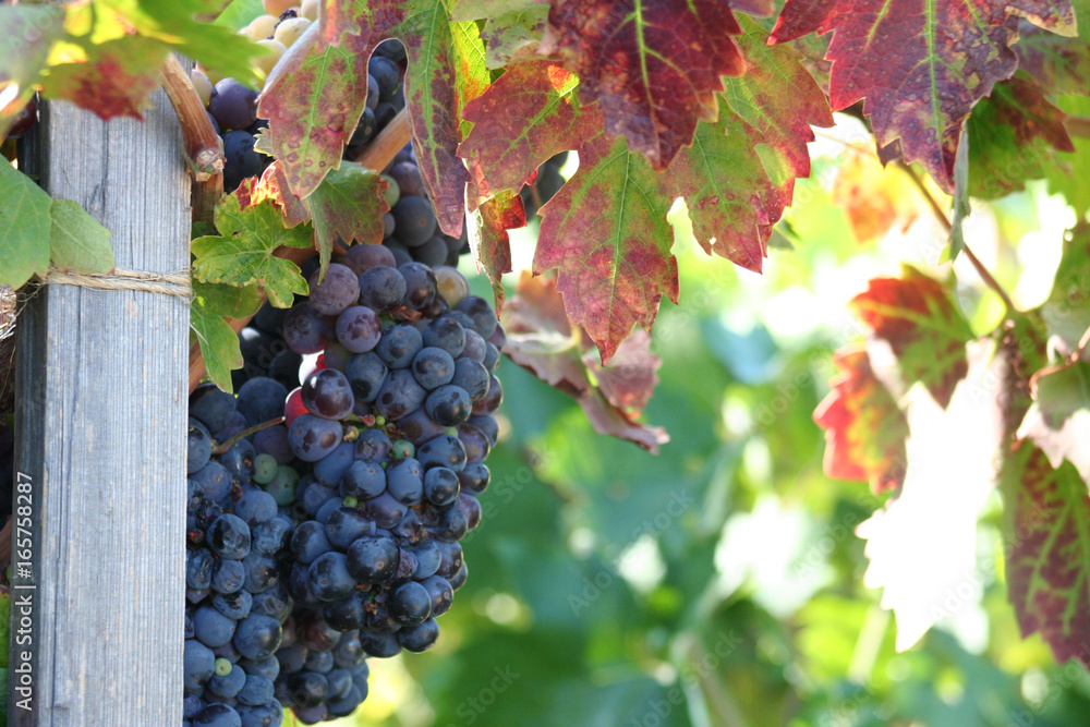 Fototapeta premium Vineyard Grapes of Wine country