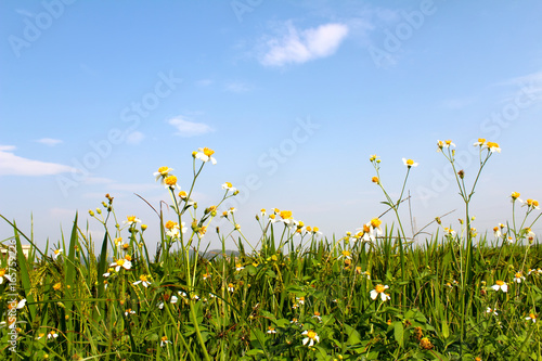 paddy field