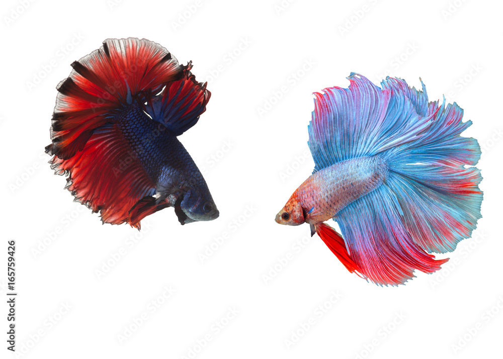 Fototapeta premium Fighting fish isolated on white background.