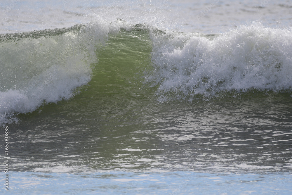 Fototapeta premium Surfi at First Beach