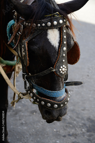 Horse in Old Havana