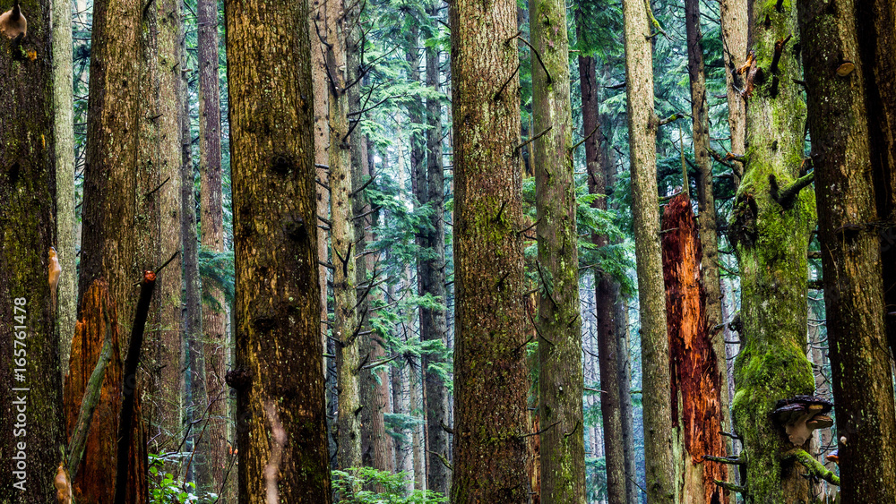 Obraz premium trees in the pacific northwest