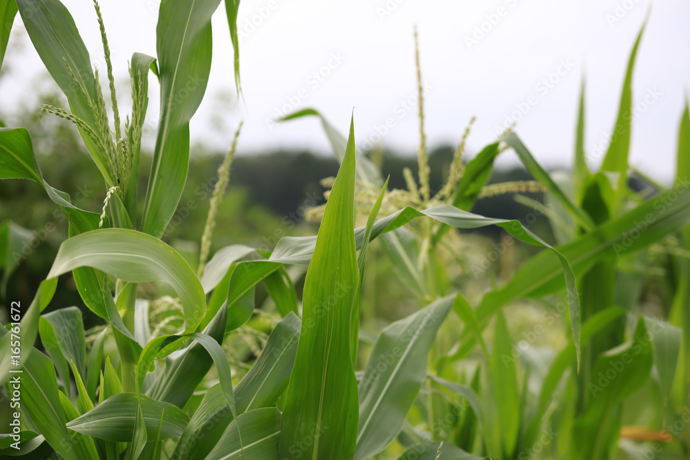 Fototapeta premium Corn growing in the garden in Indiana