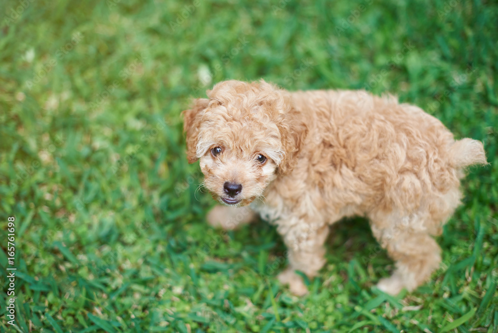 Small brown poodle puppy