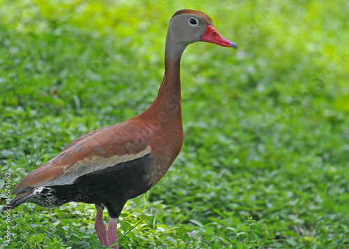 Black-bellied Whistling-Duck photo