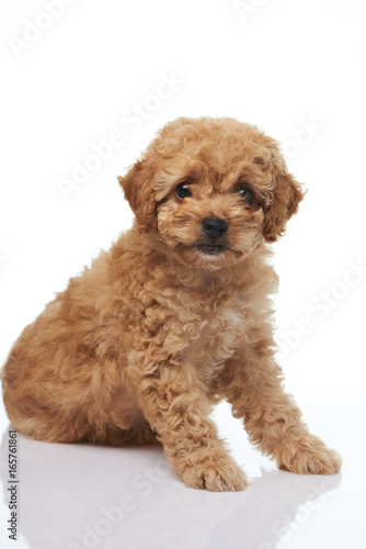 Portrait of cute brown puppy poodle