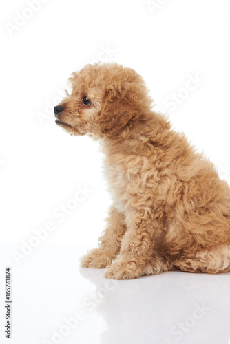 Fototapeta Naklejka Na Ścianę i Meble -  Profile portrait of cute poodle puppy