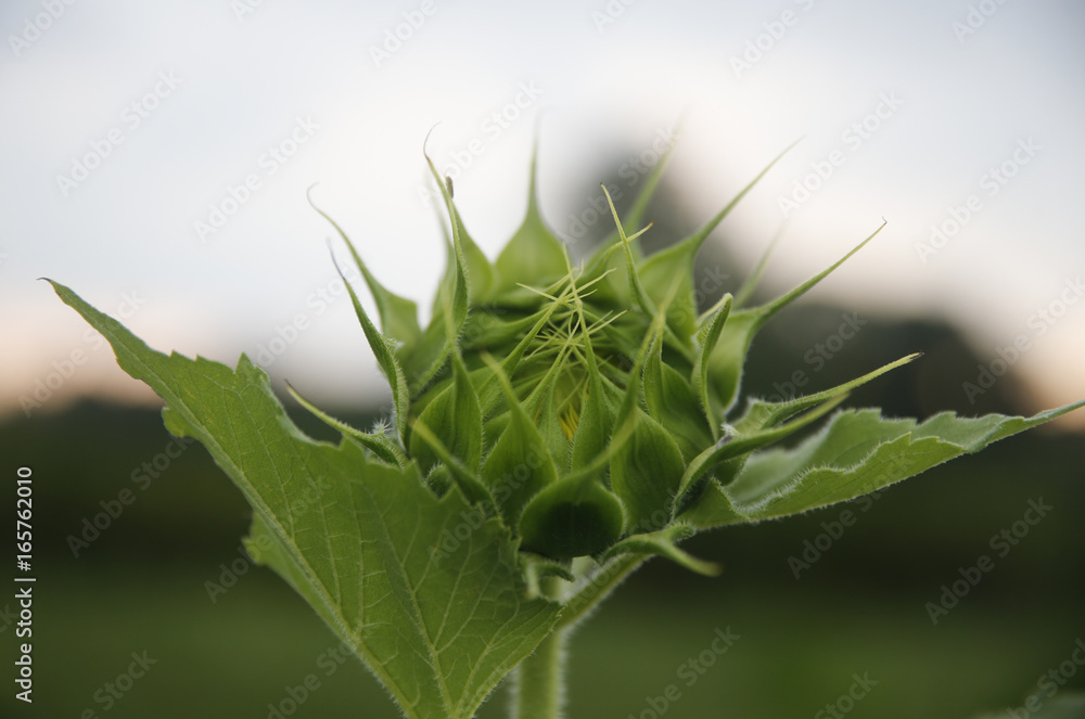 Sunflower in an Indiana farm garden Sunflower in an Indiana farm garden