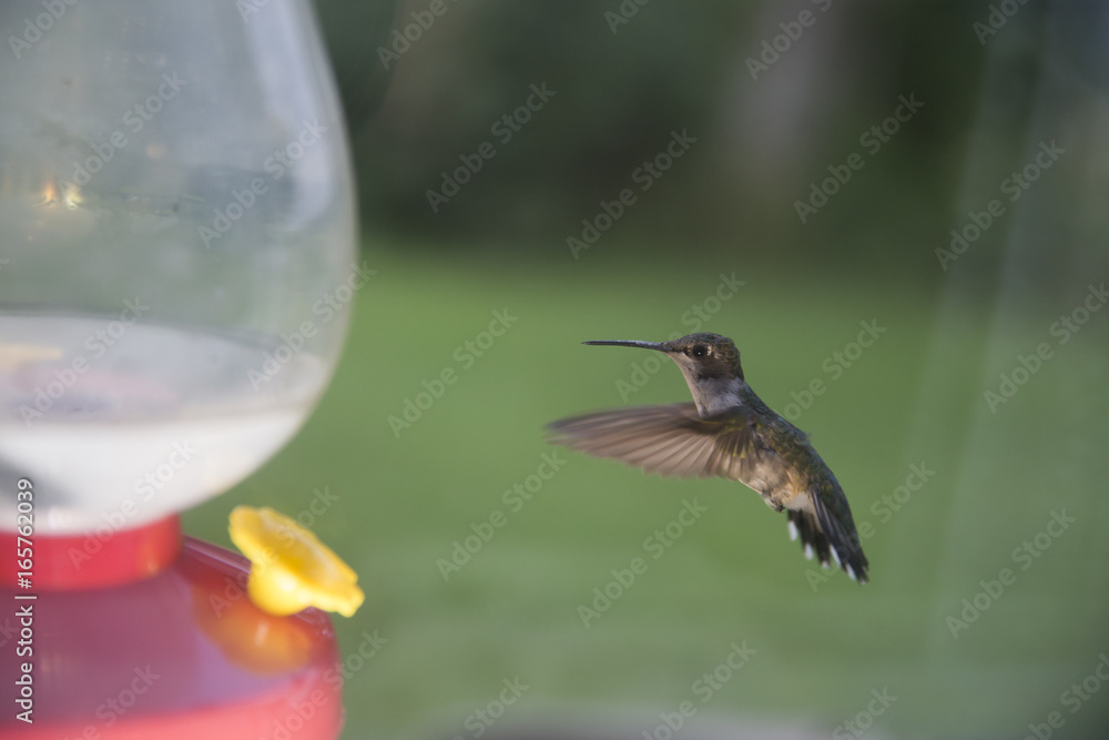 Hummingbirds eating from a feeder in rural Indiana Hummingbirds eating from a feeder in rural Indiana
