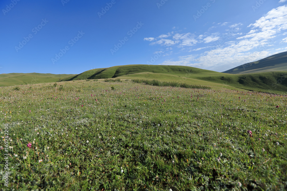 beautiful small flowers and green grass on summer mountains under blue sky landscape