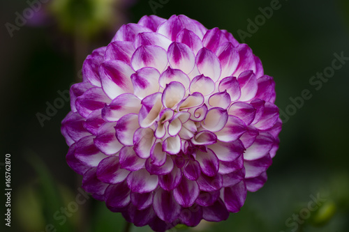 Purple Dahlia2