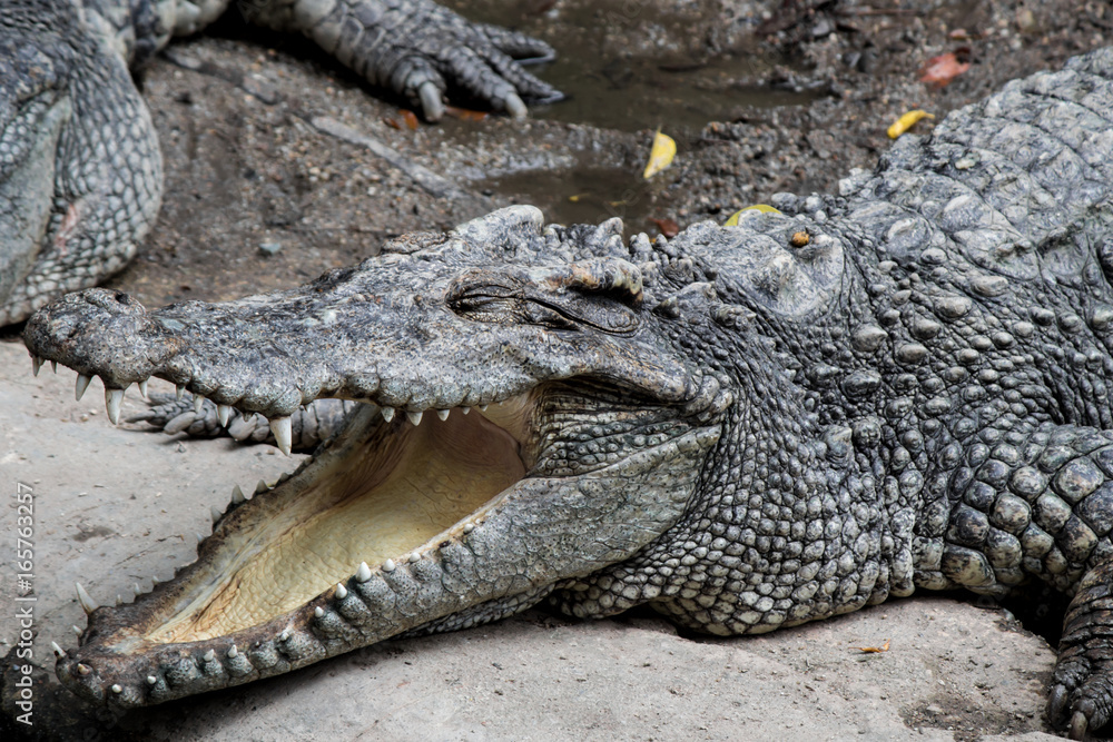 Obraz premium Crocodile hunter sleeping on land.
