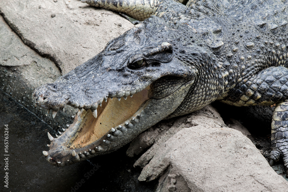 Naklejka premium Crocodile hunter sleeping on land.