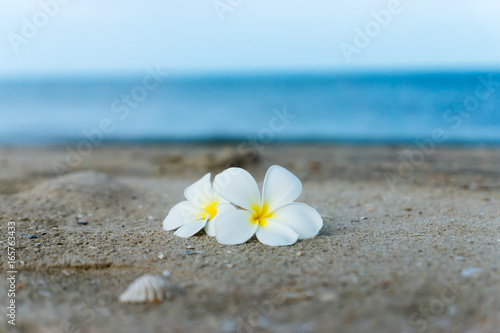 White Plumeria or frangipani flower on the beach.