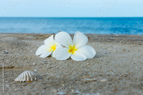 White Plumeria or frangipani flower on the beach.