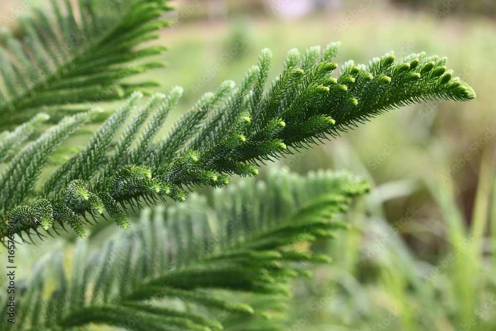 Pine tree closeup Pine tree closeup