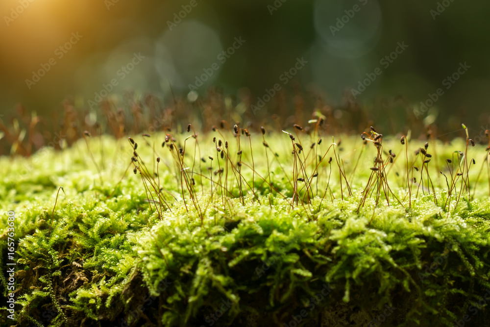 Fototapeta premium Green moss in the forest.