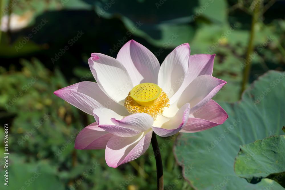 Pink and white lotus flower blooming in the nature. Pink and white lotus flower blooming in the nature.