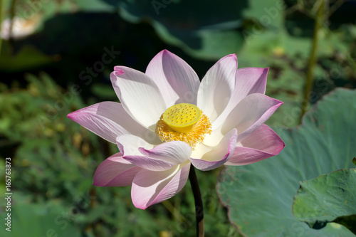 Pink and white lotus flower blooming in the nature.