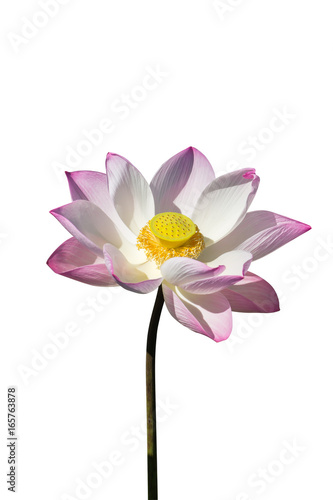 Pink and white lotus flower blooming in the nature.