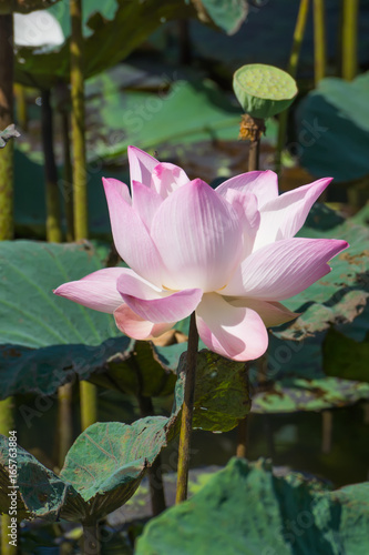 Pink and white  lotus flower blooming in the nature.