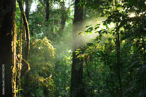 Fototapeta Naklejka Na Ścianę i Meble -  Sun rays deep in the rain forest