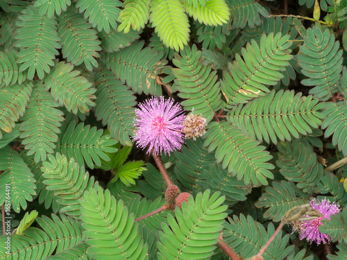 Canvas Print Sensitive plant or mimosa pudica plant.
