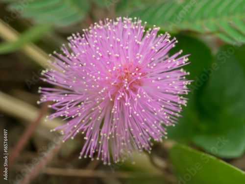 Sensitive plant or mimosa pudica plant. © noppharat
