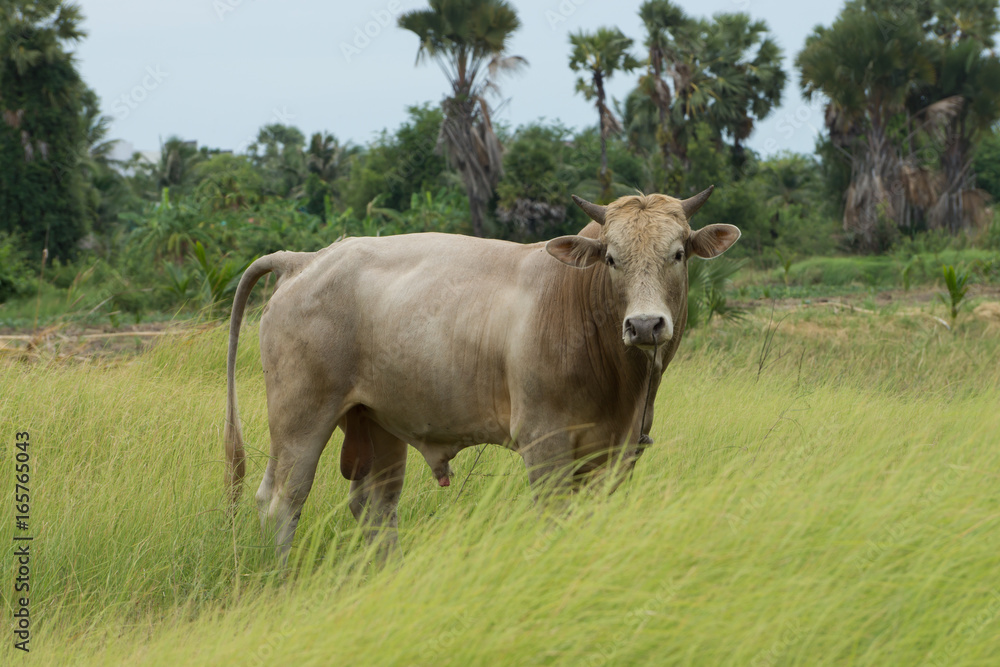 Close up a cow in the grassland.