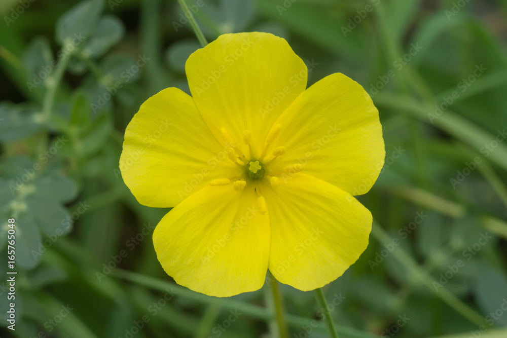 Tribulus terrestris plant with flower and leaf. Tribulus terrestris plant with flower and leaf.