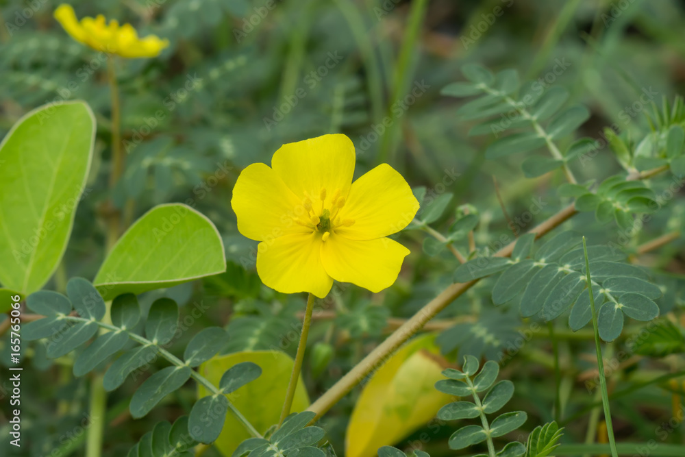 Tribulus terrestris plant with flower and leaf. Tribulus terrestris plant with flower and leaf.