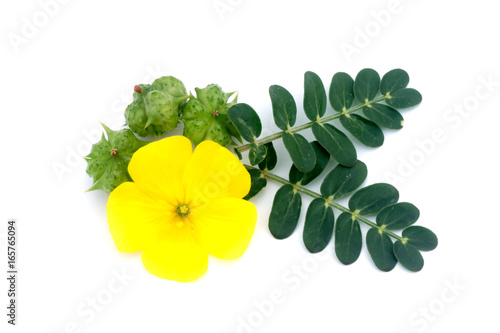 Tribulus terrestris plant with flower and leaf. photo