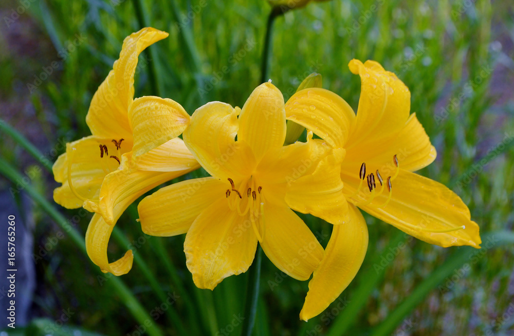 Obraz premium желтый цветок лилейник.