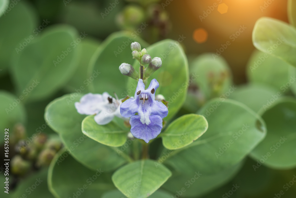 Close up of Vitex trifolia Linn. Close up of Vitex trifolia Linn.
