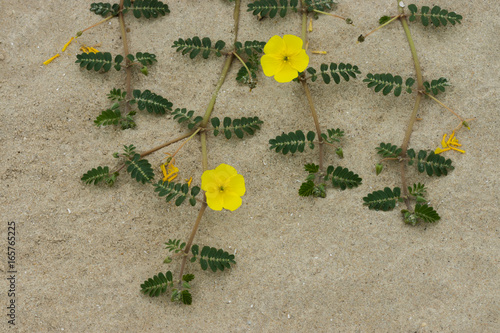 Tribulus terrestris plant with flower and leaf. photo