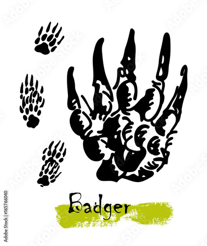 Silhouettes of traces of wild animals. Traces of a badger. Vector illustration
