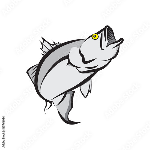 Fish Barramundi
