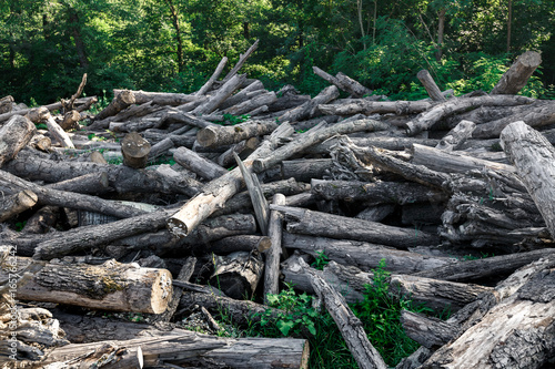 Broken Fallen Old Trees Lie In Summer Forest, Ecology Deforestation Concept
