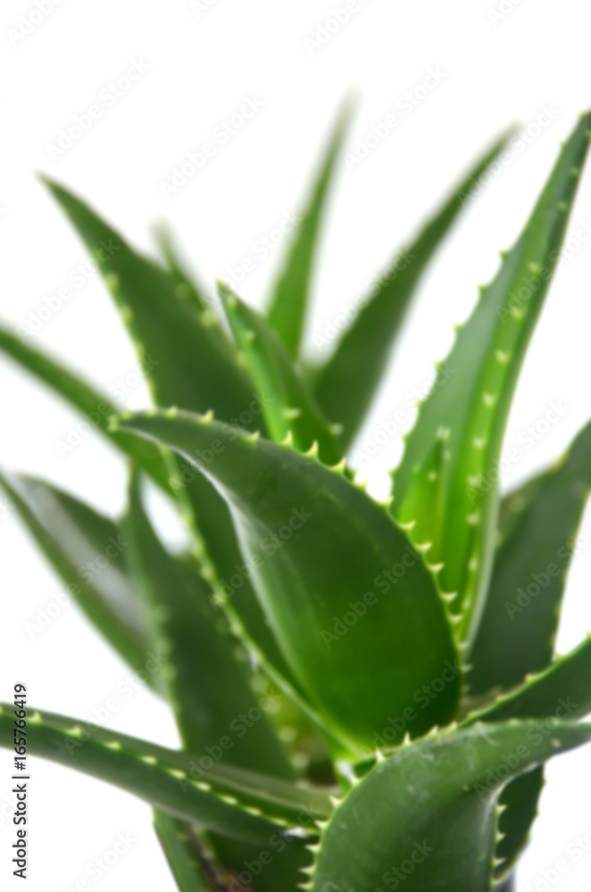 Aloe vera leaves