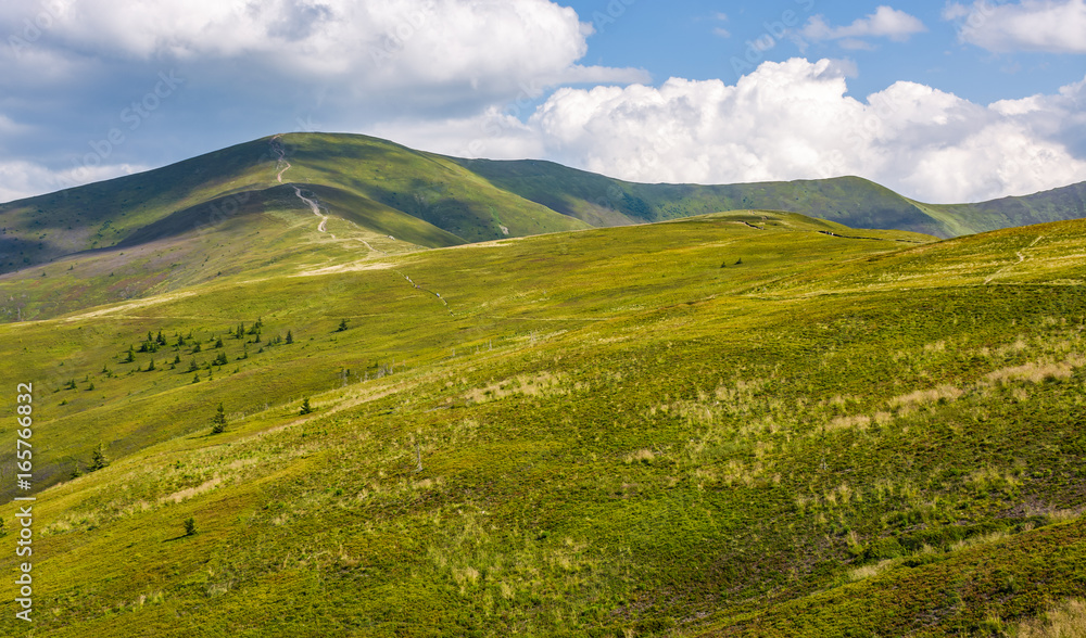 grassy hillside on mountain in summer