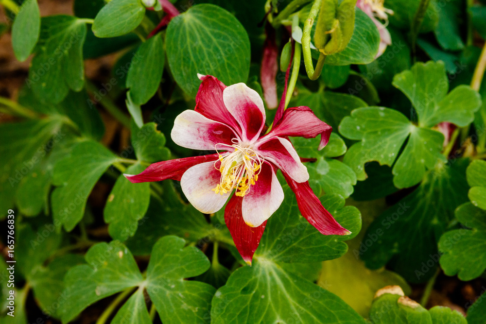 Fototapeta premium Red and white Columbine blossom in the Phoenix Botanical Garden. 