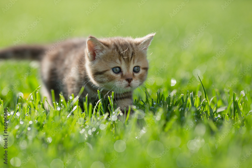 Little kitten steal in green grass